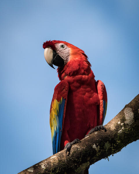 Scarlet Macaw