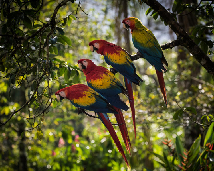 Macaws