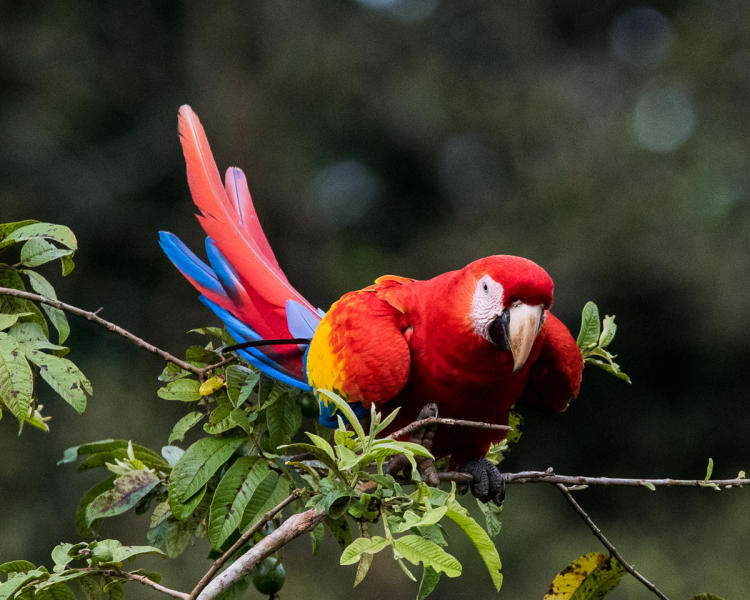 Scarlet Macaw