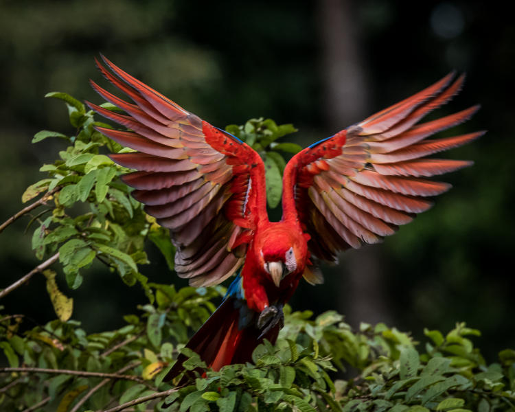 Scarlet Macaw