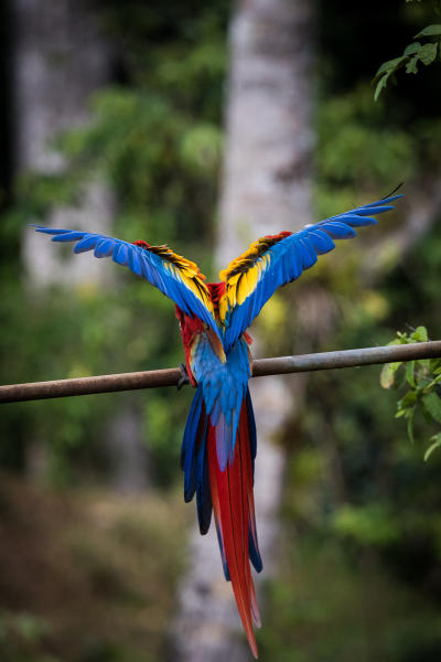 Scarlet Macaw