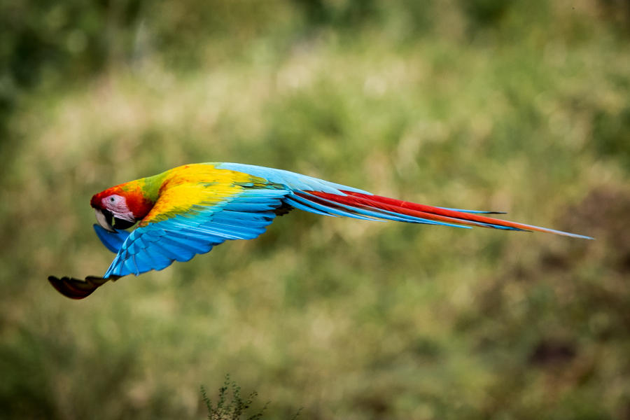 Macaw