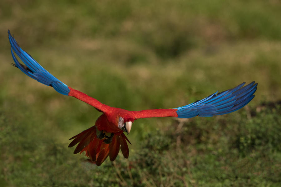 Scarlet Macaw