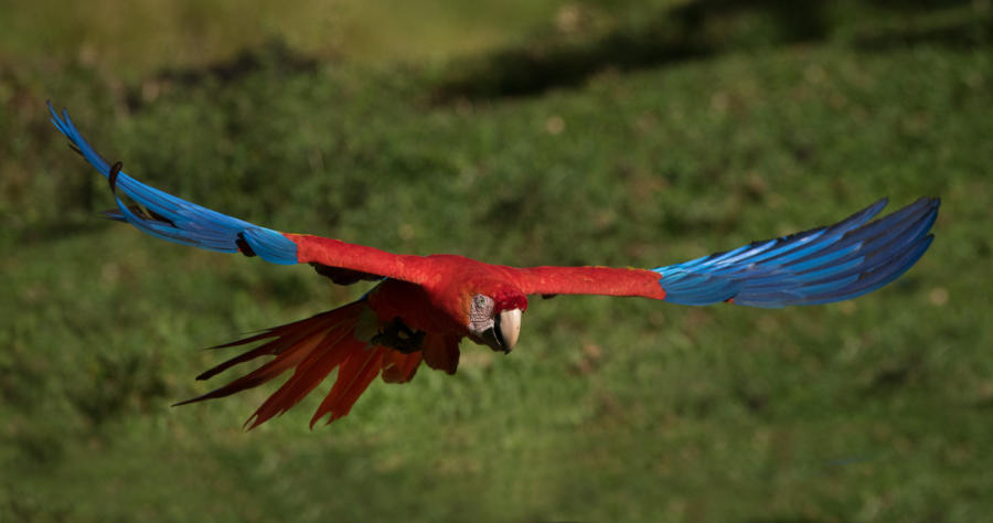 Scarlet Macaw