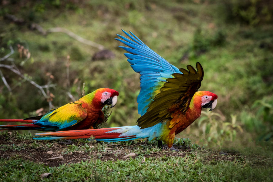 Macaws