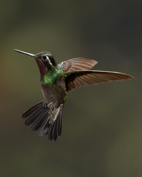 Purple Throated Mountain Gem