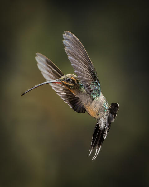 Green Hermit