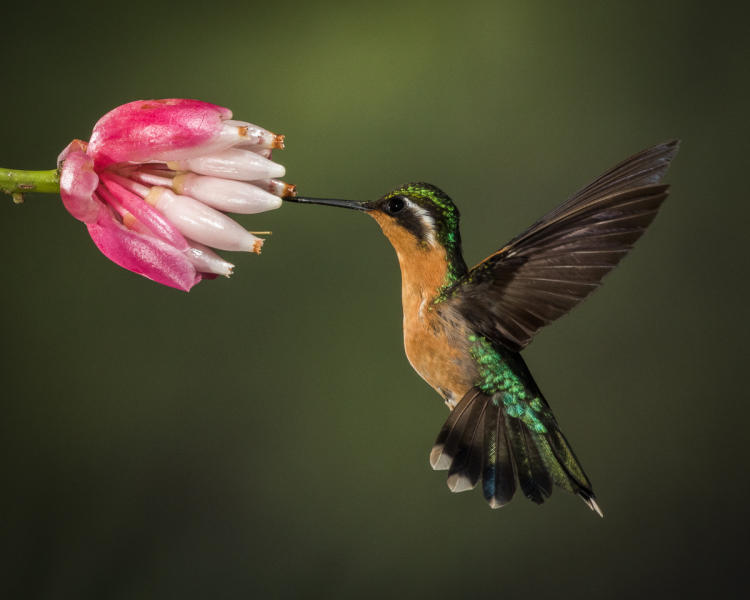 Purple Throated Mountain Gem