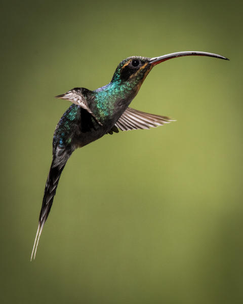 Green Hermit