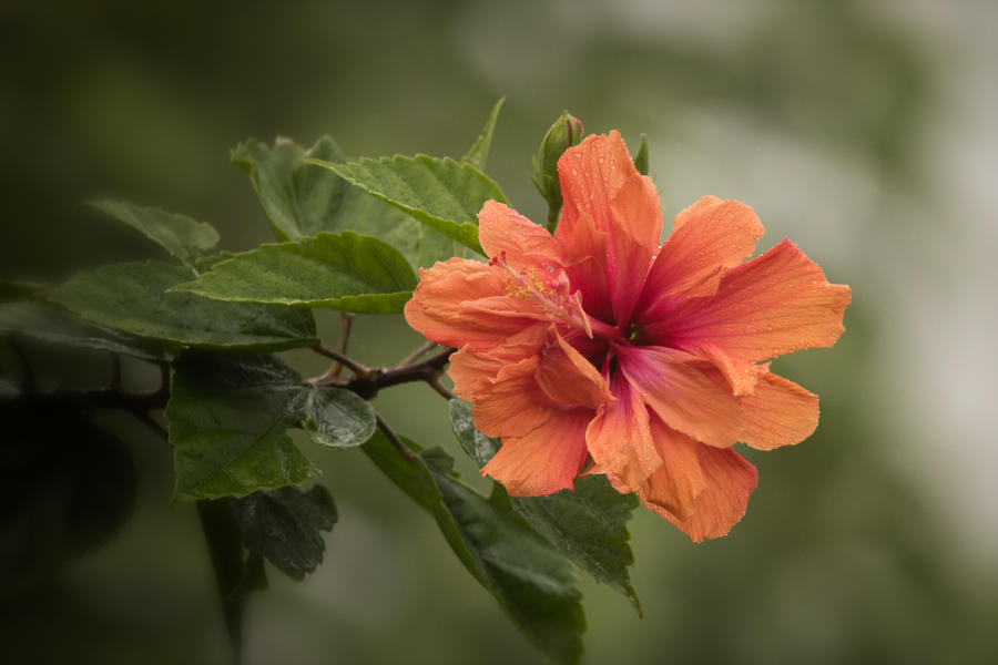 Hibiscus