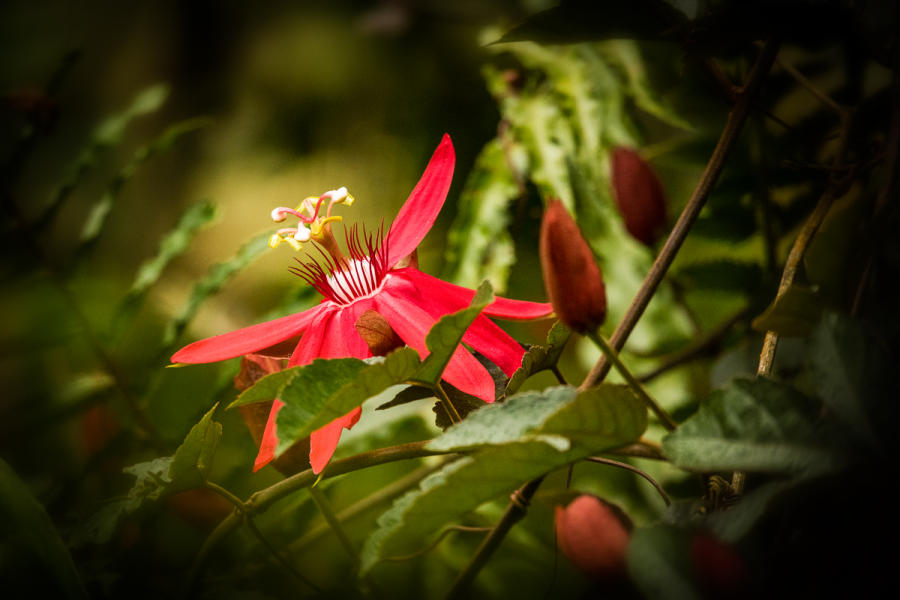 Passion Flower