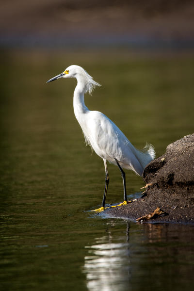 Snowy Egret