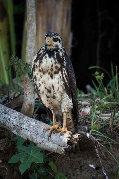 Mangrove Black Hawk