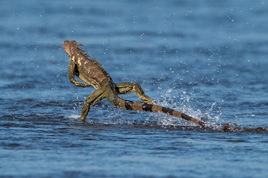 Iguana