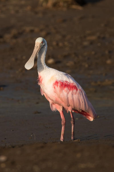 Roseate Spoonbill