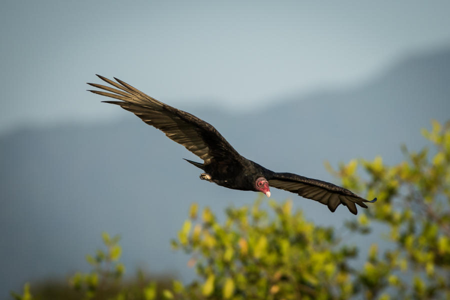 Turkey Vulture