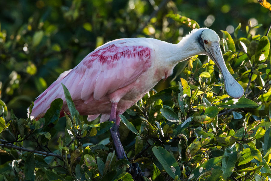 Roseate Spoonbill