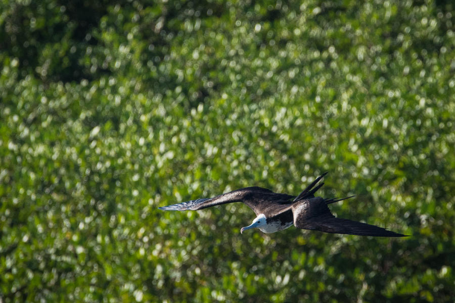 Magnificent Frigatebird