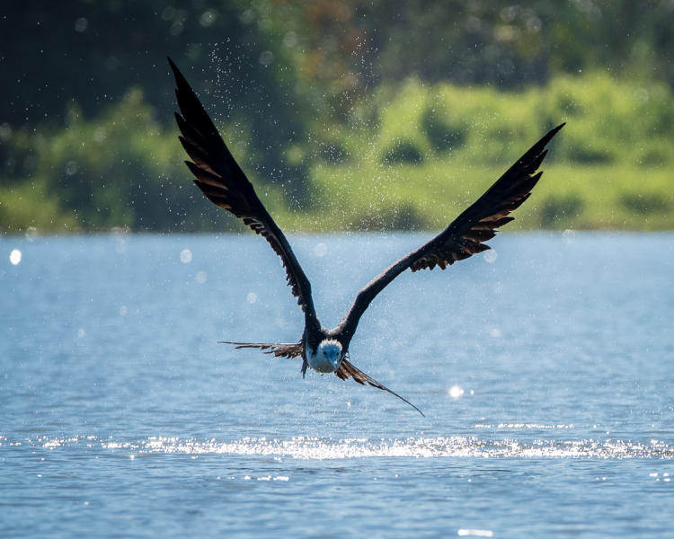 Magnificent Frigatebird