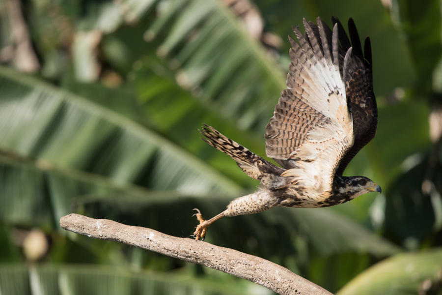 Mangrove Black Hawk (juv)