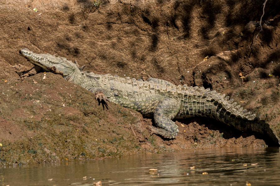 Crocodile