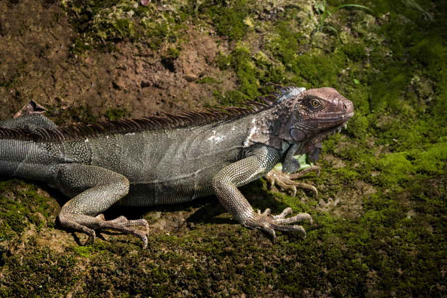 Iguana