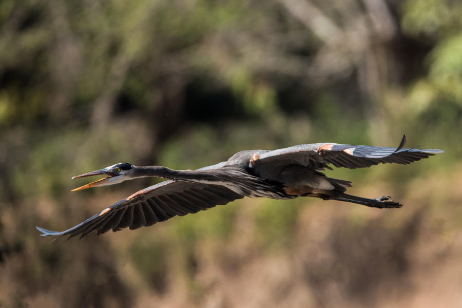 Great Blue Heron