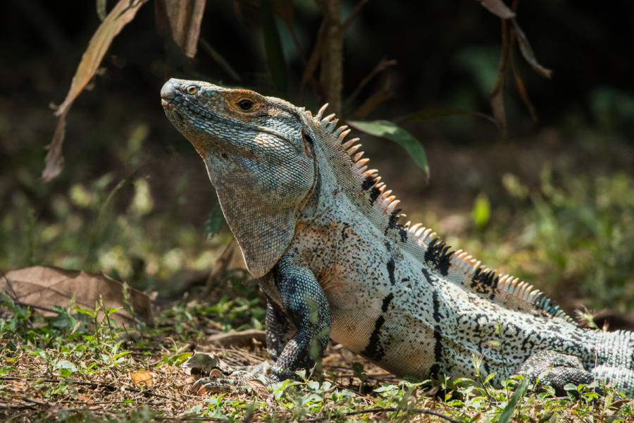 Iguana