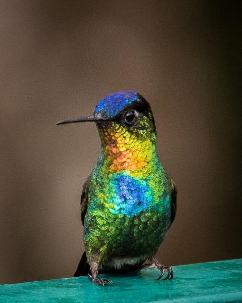 Fiery-throated Hummingbird