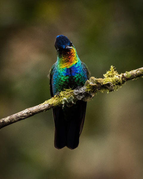 Fiery-throated Hummingbird