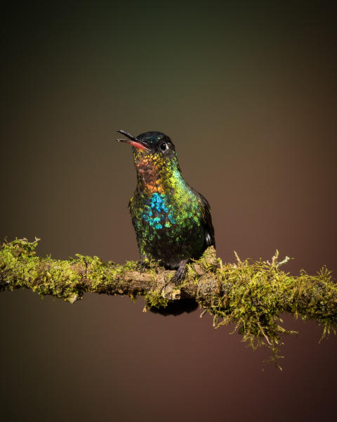 Fiery-throated Hummingbird