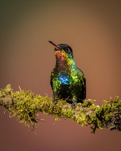 Fiery-throated Hummingbird