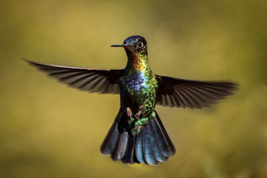 Fiery-throated Hummingbird