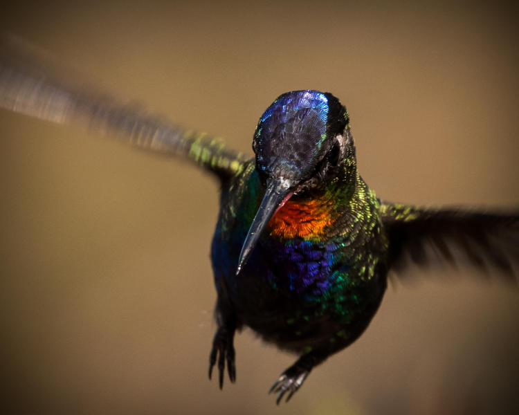 Fiery-throated Hummingbird