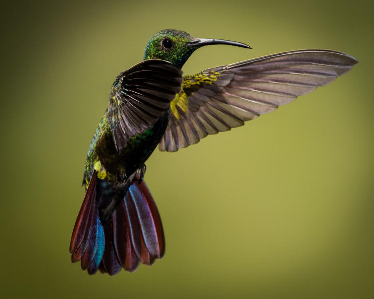 Green Breasted Mango