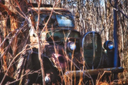 Life in the Trees