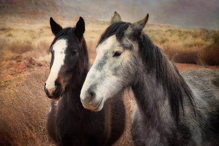 Buddies