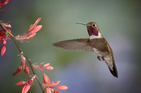Broadtail Hummingbird #2