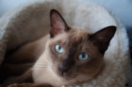Emmett