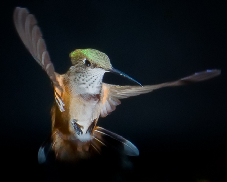 Hummingbird Ninja
