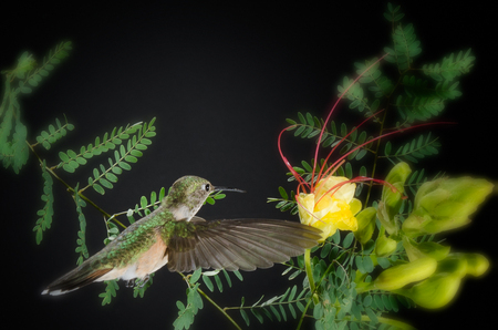 Bird of Paradise 2