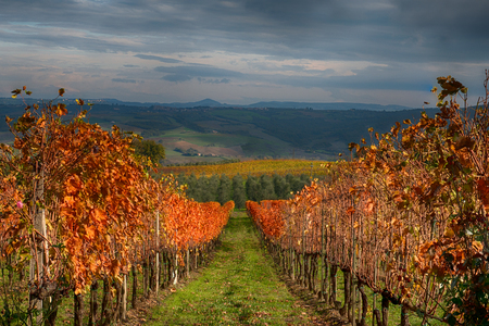 Brunello Vinyard
