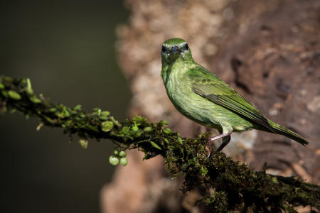 Red-legged Honeycreeper (non-breeding male)