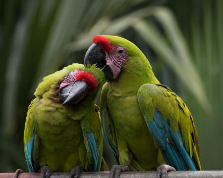 Great Green Macaws