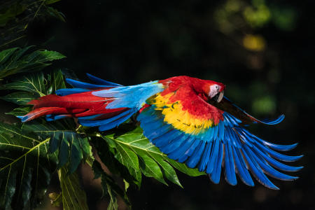 Scarlet Macaw
