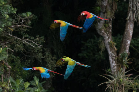 Macaws