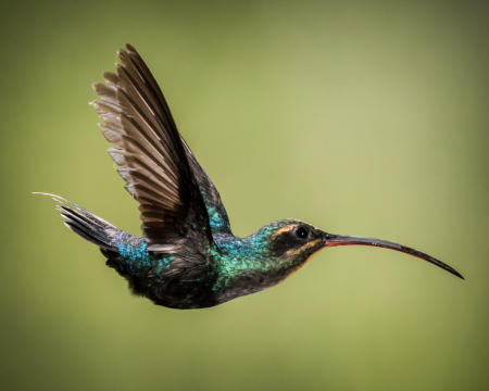 Green Hermit