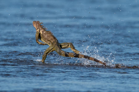 Iguana