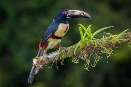 Collared Aracari
